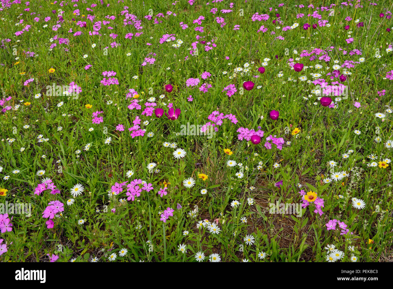 Roadside wildflowers along ranch road 152 featuring phlox, daisy and winecup, Llano County, Texas, USA Stock Photo