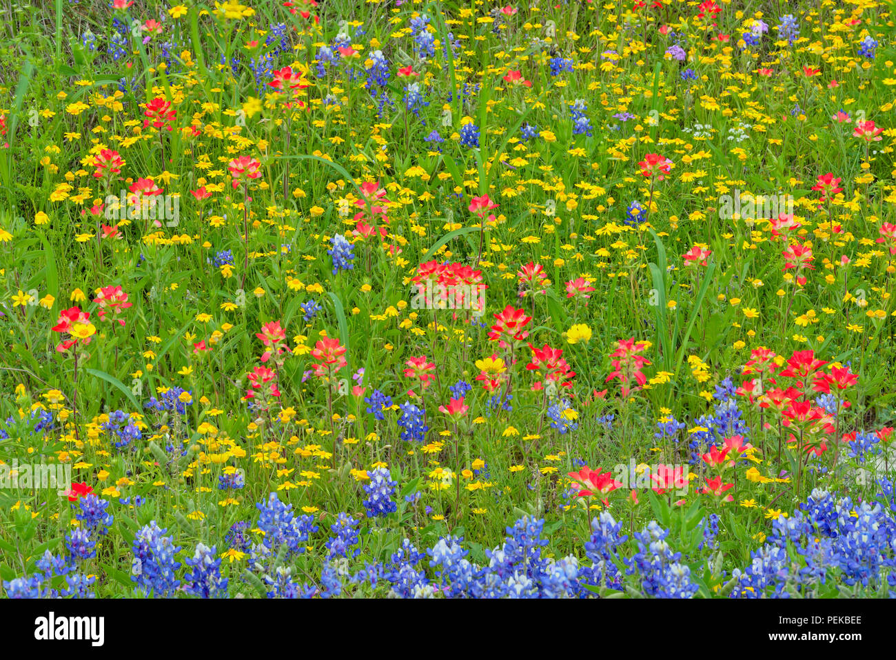 Roadside wildflowers in bloom- Texas paintbrush, bluebonnets and daisies, Burnet County, Texas, USA Stock Photo