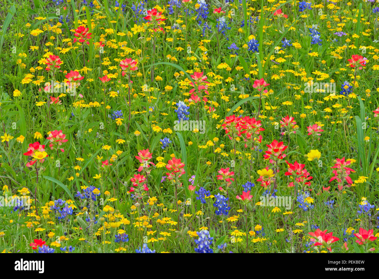 Roadside wildflowers in bloom- Texas paintbrush, bluebonnets and daisies, Burnet County, Texas, USA Stock Photo