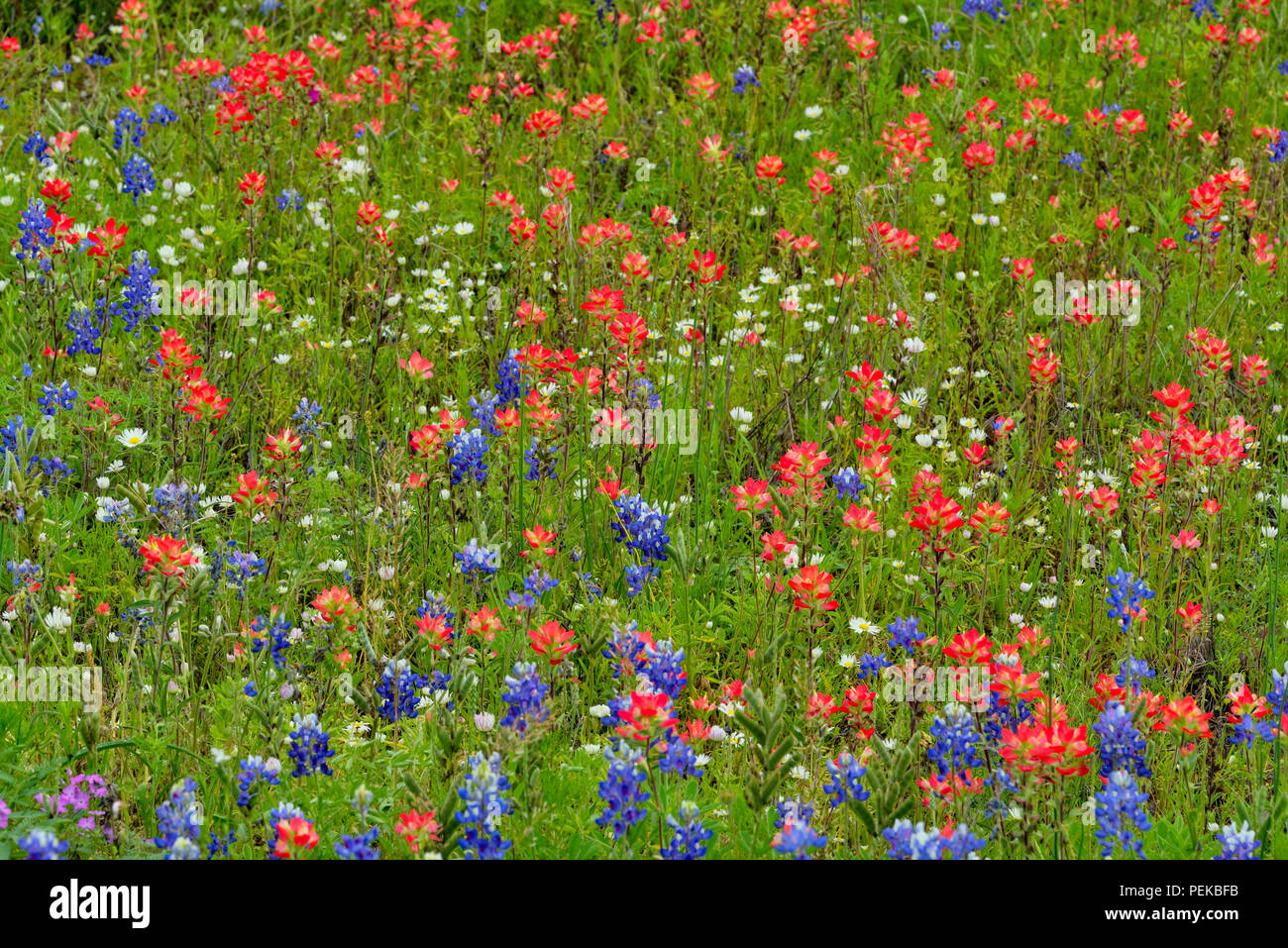 Roadside wildflowers along ranch road 1900 featuring bluebonnets, paintbrush and daisy, Mason County, Texas, USA Stock Photo