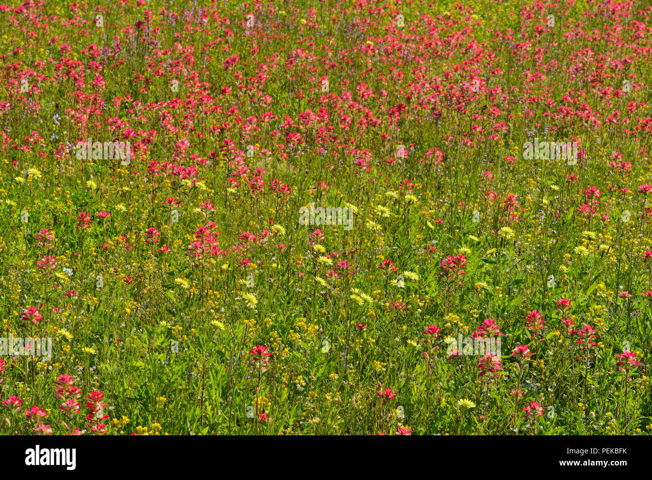 A field with wildflowers- Texas paintbrush (Castilleja spp.) and Texas Dandelion (Pyrrhopappus multicaulis), near Devine, Texas, USA Stock Photo