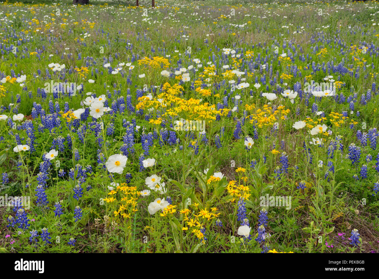 Gillespie county wildflowers hi-res stock photography and images - Alamy