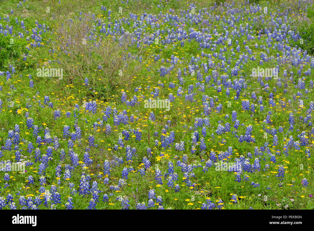 Texas bluebonnets and Brown Bitterweed (Helenium badium), Blanco County Smithwick, Texas, USA Stock Photo