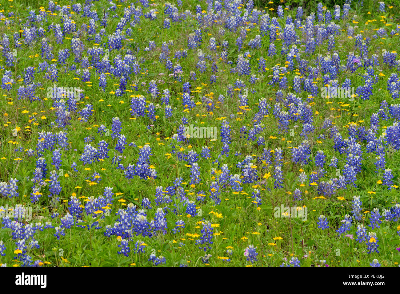 Texas bluebonnets and Brown Bitterweed (Helenium badium), Blanco County Smithwick, Texas, USA Stock Photo