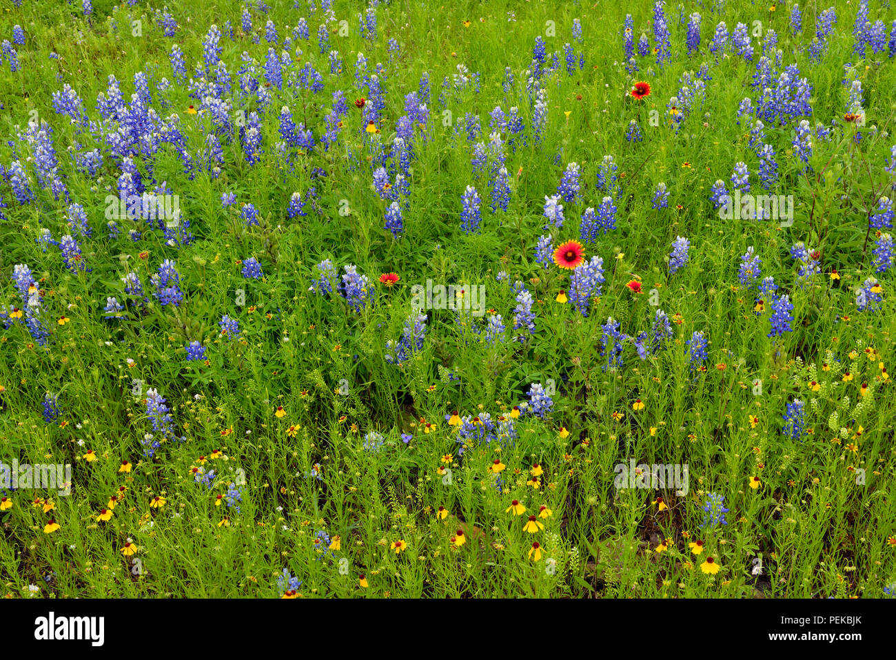Texas bluebonnet (Lupinus subcarnosus) and Indian blanket/Firewheel (Gaillardia pulchella), Llano County CR 310, Texas, USA Stock Photo