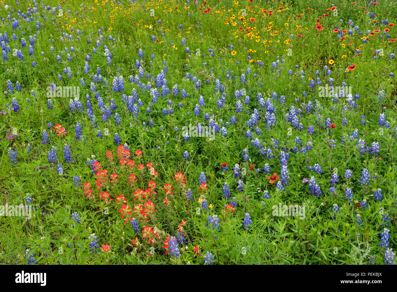A mix of Texas roadside wildflowers in bloom, Llano County CR 310, Texas, USA Stock Photo