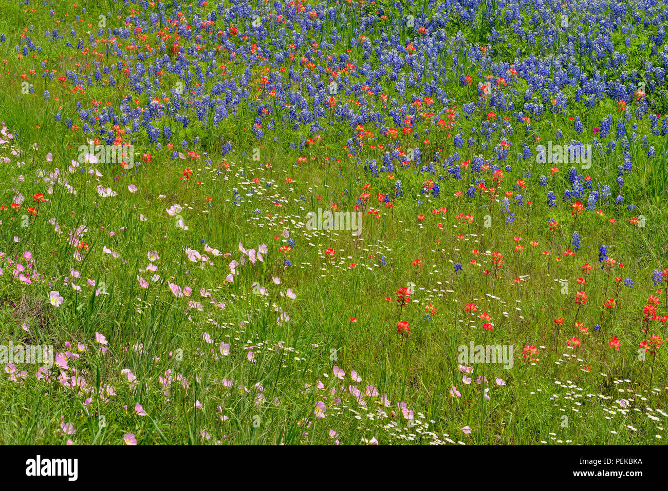 A mix of Texas roadside wildflowers in bloom, Travis County, Texas, USA Stock Photo
