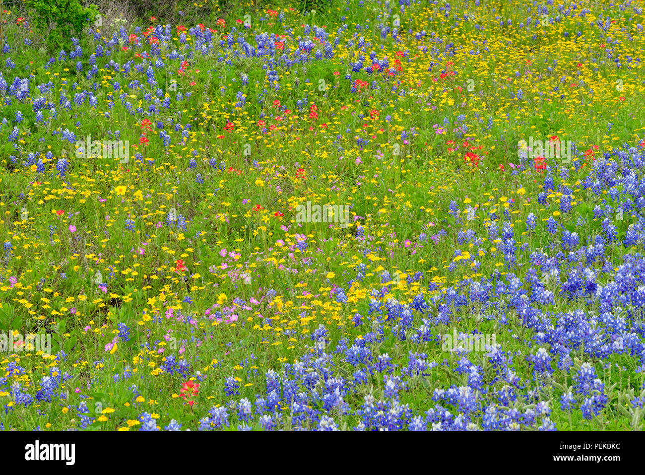 A mix of Texas roadside wildflowers in bloom, Burnet County, Texas, USA Stock Photo