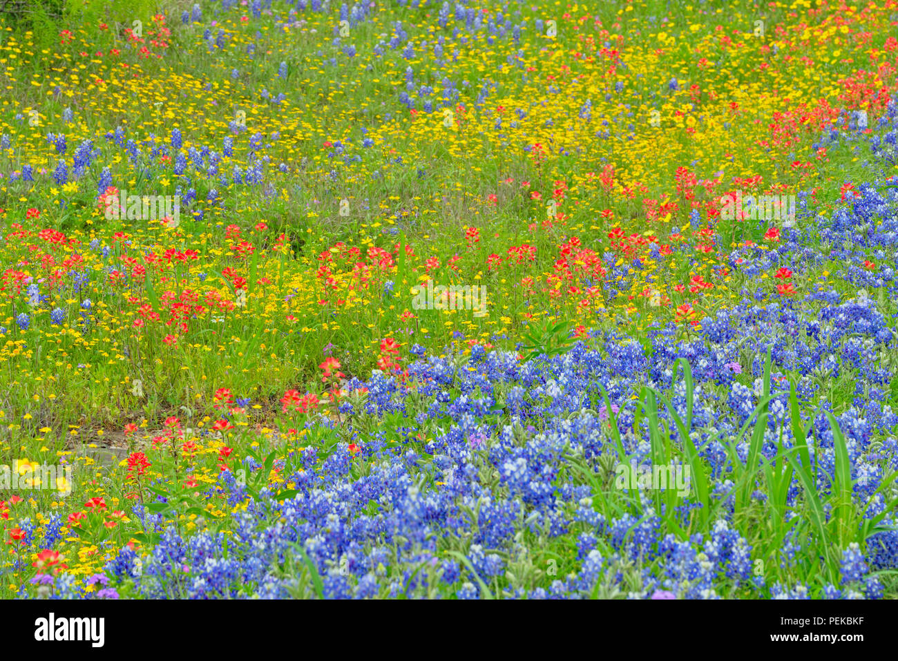 A mix of Texas roadside wildflowers in bloom, Burnet County, Texas, USA Stock Photo