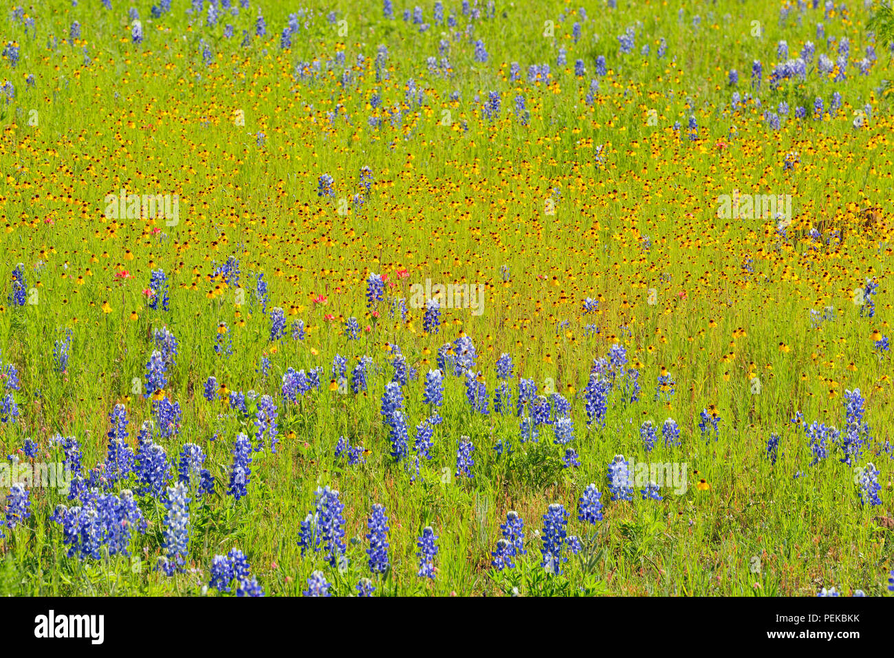Flowering Texas bluebonnet (Lupinus subcarnosus) and Brown Bitterweed (Helenium badium), Llano County, Texas, USA Stock Photo