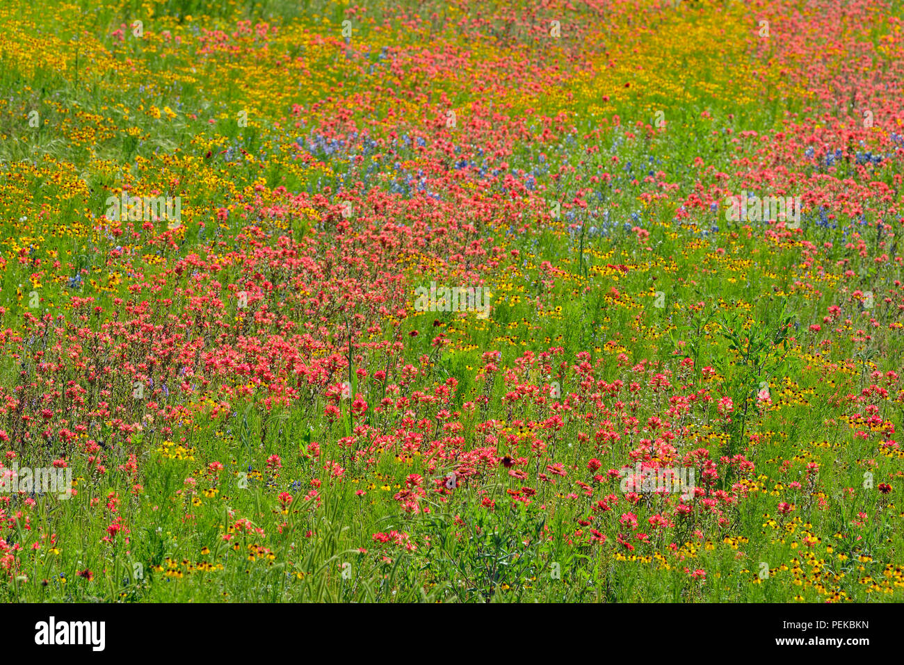 Spring wildflowers in bloom featuring Texas paintbrush (Castilleja indivisa), Llano County, Texas, USA Stock Photo