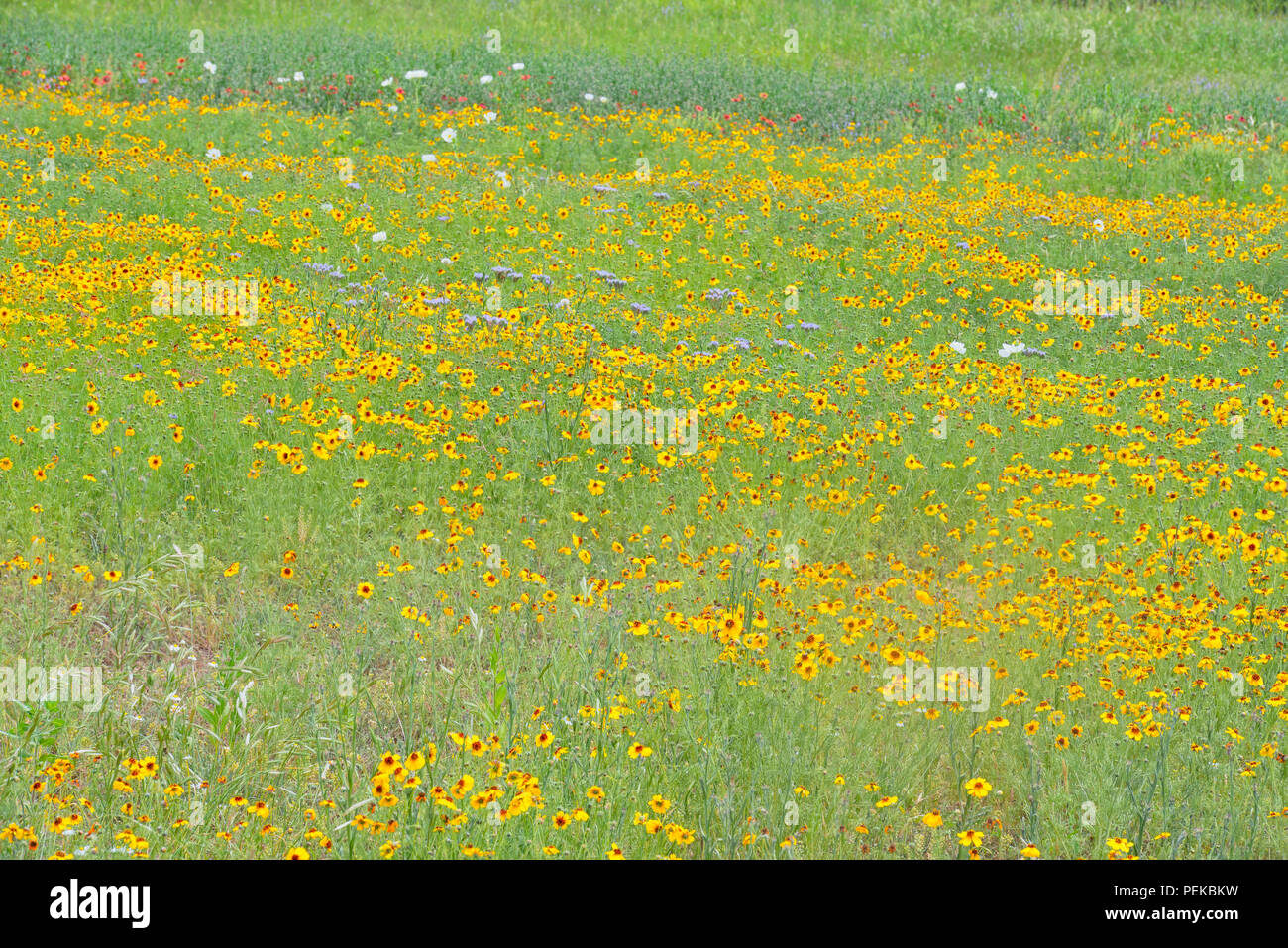 Wildflowers in spring featuring Greenthread (Thelesperma filifolium), Mason County, Texas, USA Stock Photo