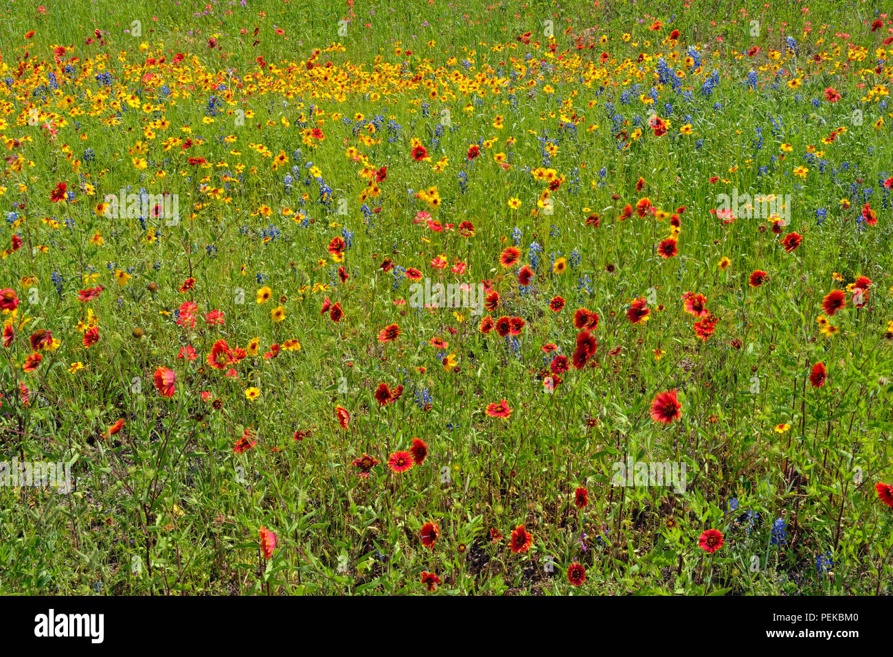 Wildflowers in bloom featuring Indian blanket/Firewheel (Gaillardia pulchella) and Greenthread (Thelesperma filifolium), Llano County, Texas, USA Stock Photo