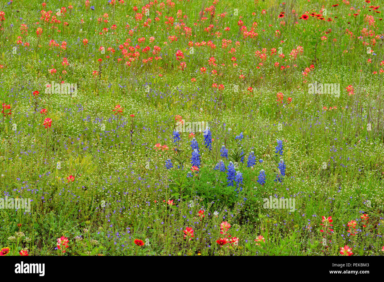 Roadside wildflowers in bloom featuring Texas paintbrush (Castilleja indivisa) and Texas bluebonnet (Lupinus subcarnosus), Llano County, Texas, USA Stock Photo