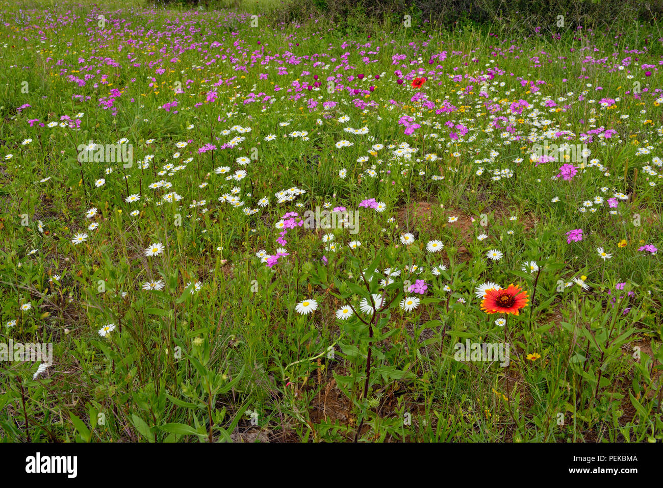 Roadside wildflowers along ranch road 152 featuring phlox, daisy and firewheel, Llano County, Texas, USA Stock Photo
