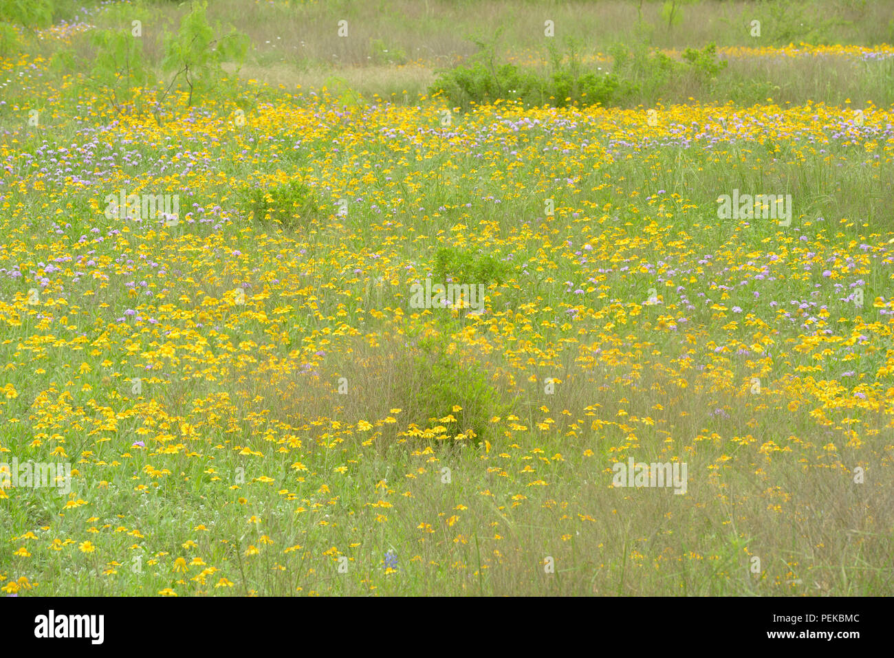 Texas daisies and prairie verbena, Burnet County, Texas, USA Stock Photo