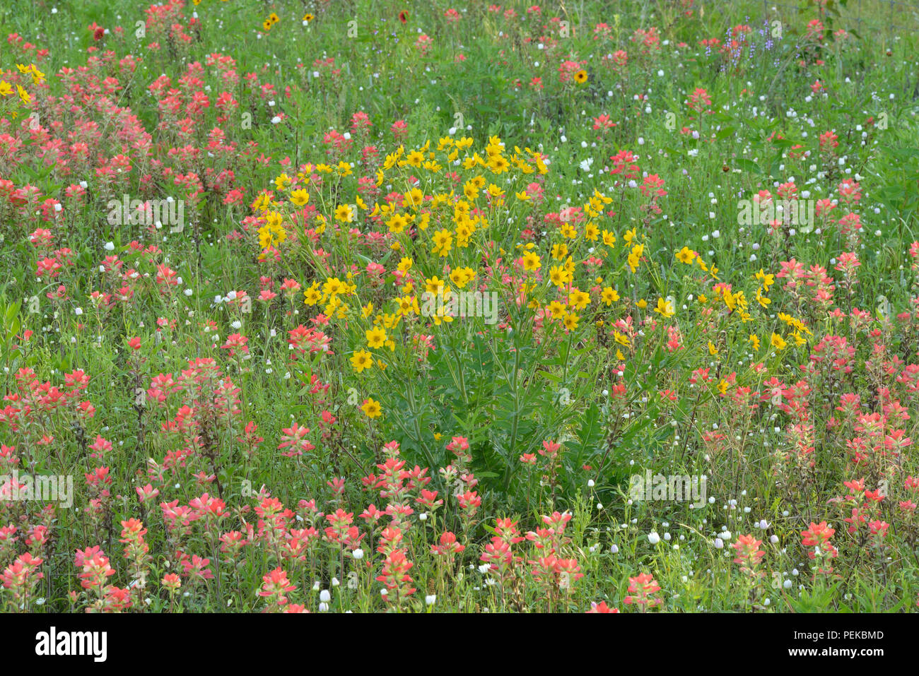 Texas wildflowers- Paintbrush and Engelmann daisy, Blanco County, Texas, USA Stock Photo