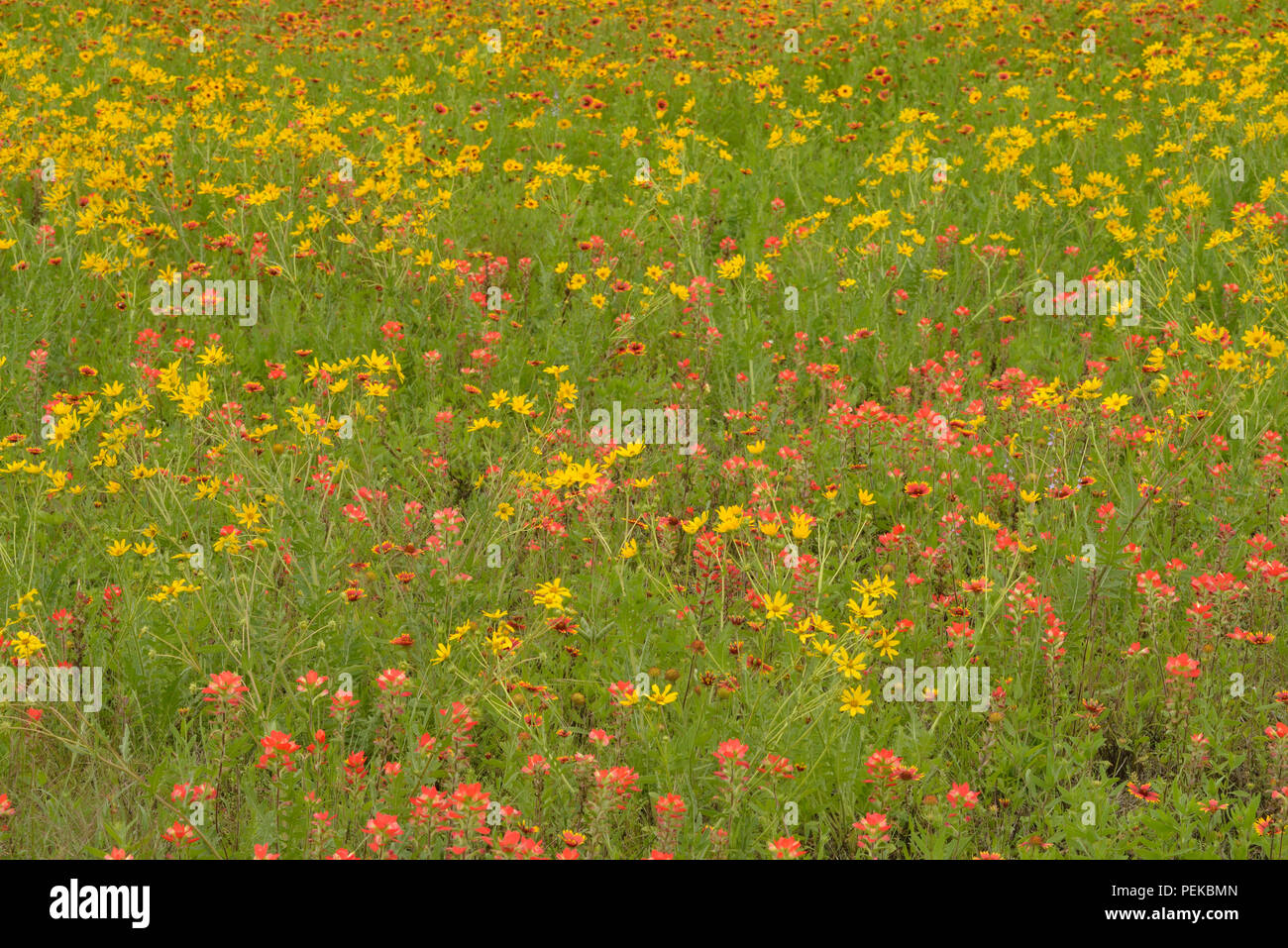 Late spring wildflowers featuring (Gaillardia pulchella), (Engelmannia peristenia) and (Castilleja indivisa), Johnson City, Texas, USA Stock Photo