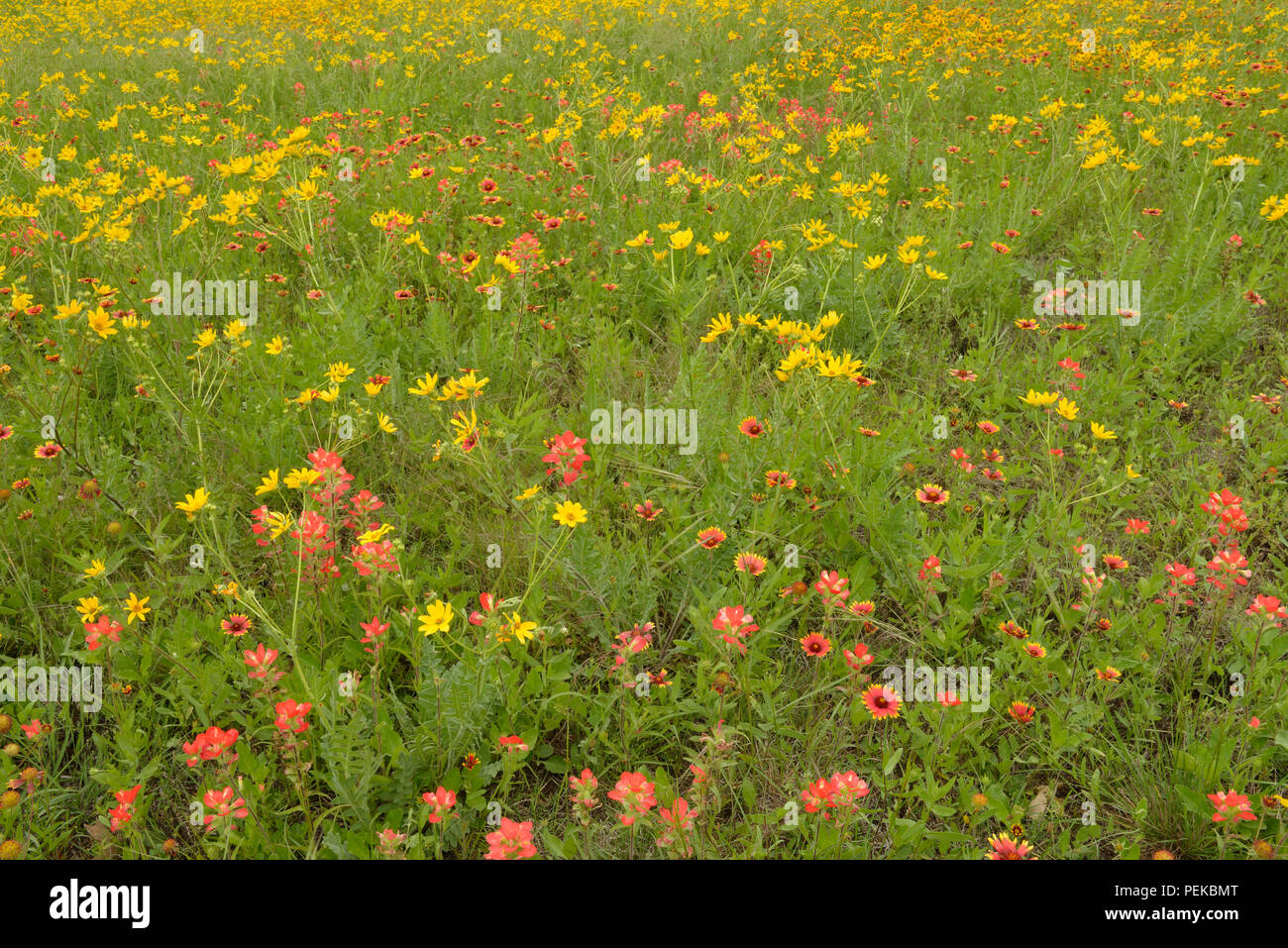 Late spring wildflowers featuring (Gaillardia pulchella), (Engelmannia peristenia) and (Castilleja indivisa), Johnson City, Texas, USA Stock Photo