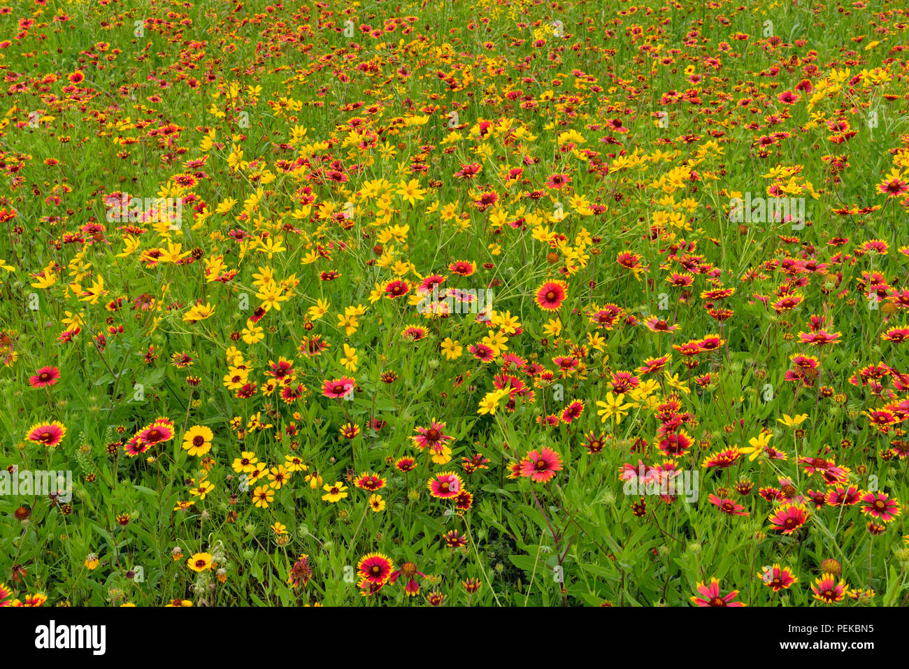 Late spring wildflower display featuring firewheel, Engelmann daisy and paintbrush, Johnson City, Texas, USA Stock Photo