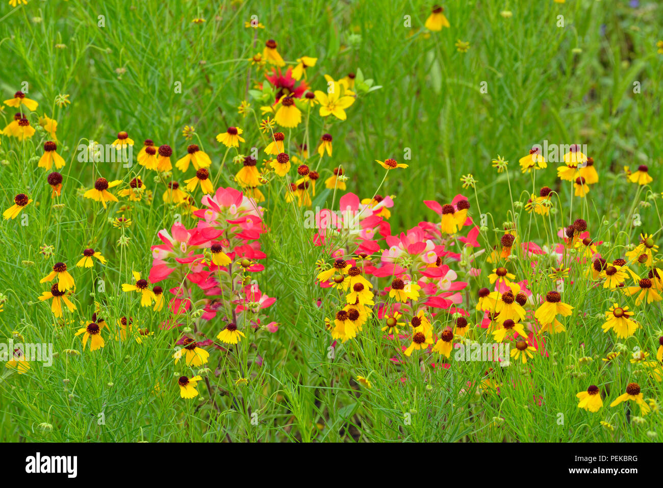 Roadside wildflowers in bloom featuring Texas paintbrush (Castilleja indivisa) and Brown bitterweed (Helenium badium), Llano County, Texas, USA Stock Photo