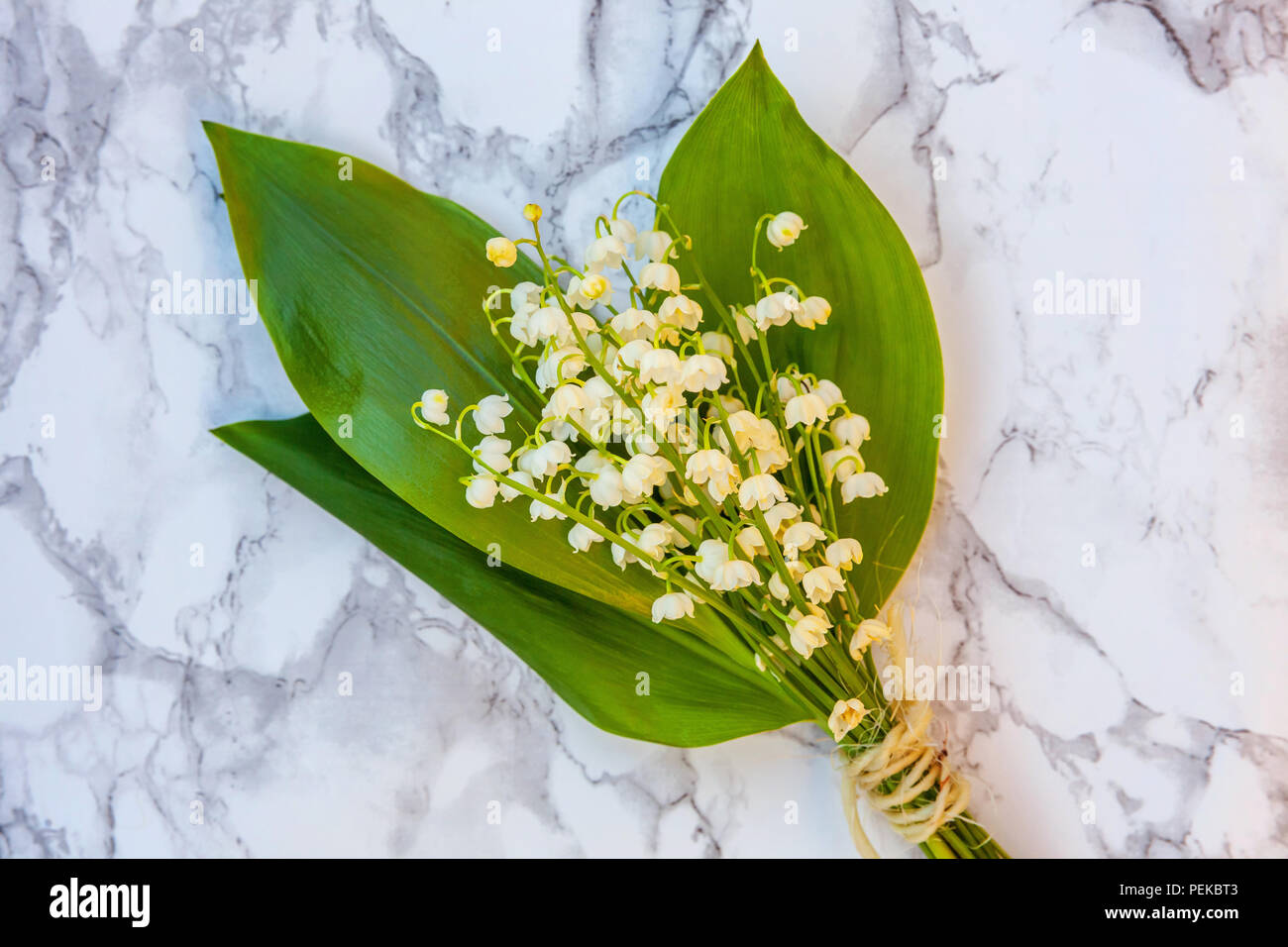 Lilly Of The Valley Stock Photos Lilly Of The Valley Stock