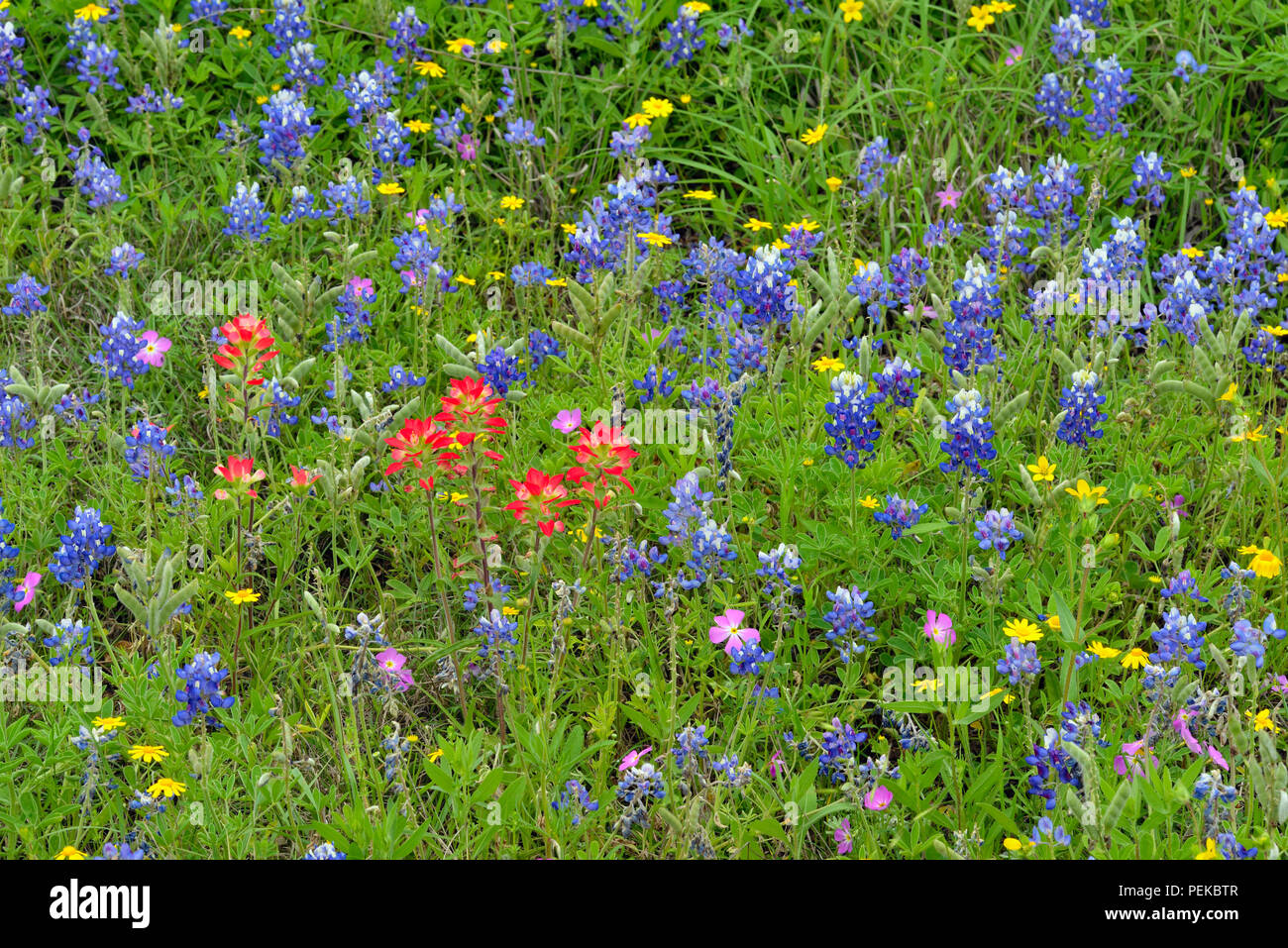 Texas paintbrush (Castilleja indivisa) and Texas bluebonnet (Lupinus subcarnosus), Burnet County, Texas, USA Stock Photo