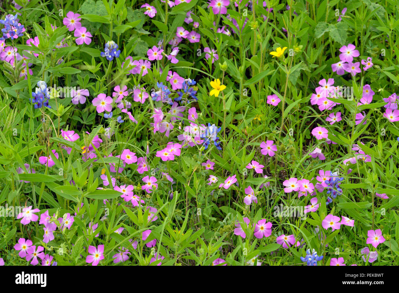 Roadside wildflowers in bloom- phlox and Texas Star (Lindheimera texana), Burnet County, Texas, USA Stock Photo