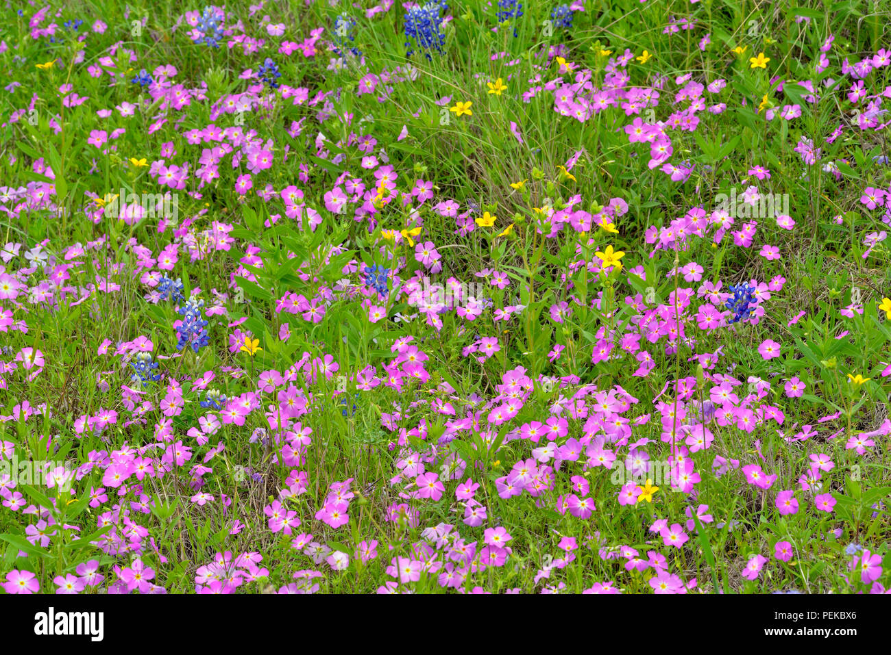 Roadside wildflowers in bloom- phlox and Texas Star (Lindheimera texana), Burnet County, Texas, USA Stock Photo