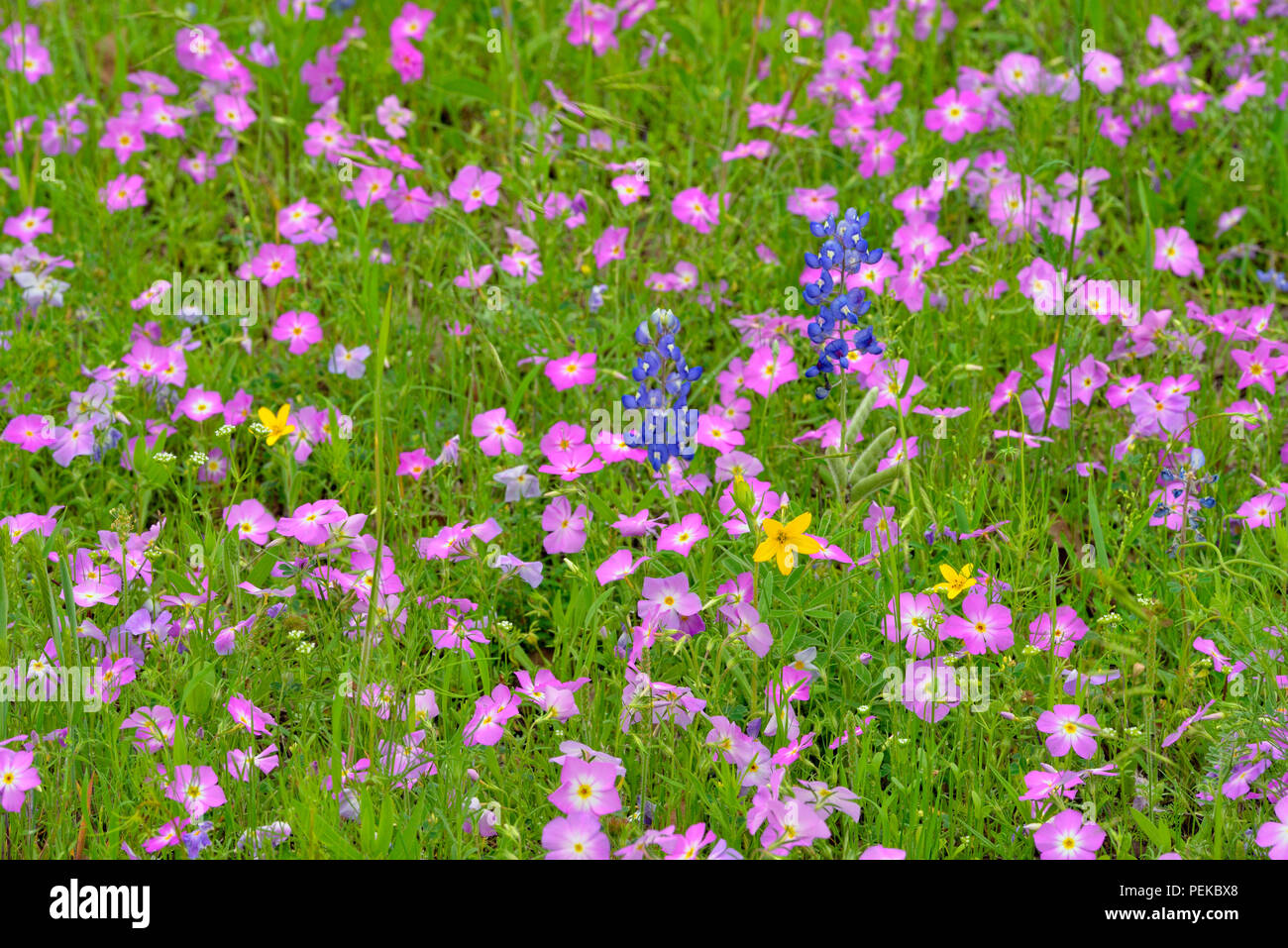 Roadside wildflowers in bloom- phlox, bluebonnets and Texas Star (Lindheimera texana), Burnet County, Texas, USA Stock Photo