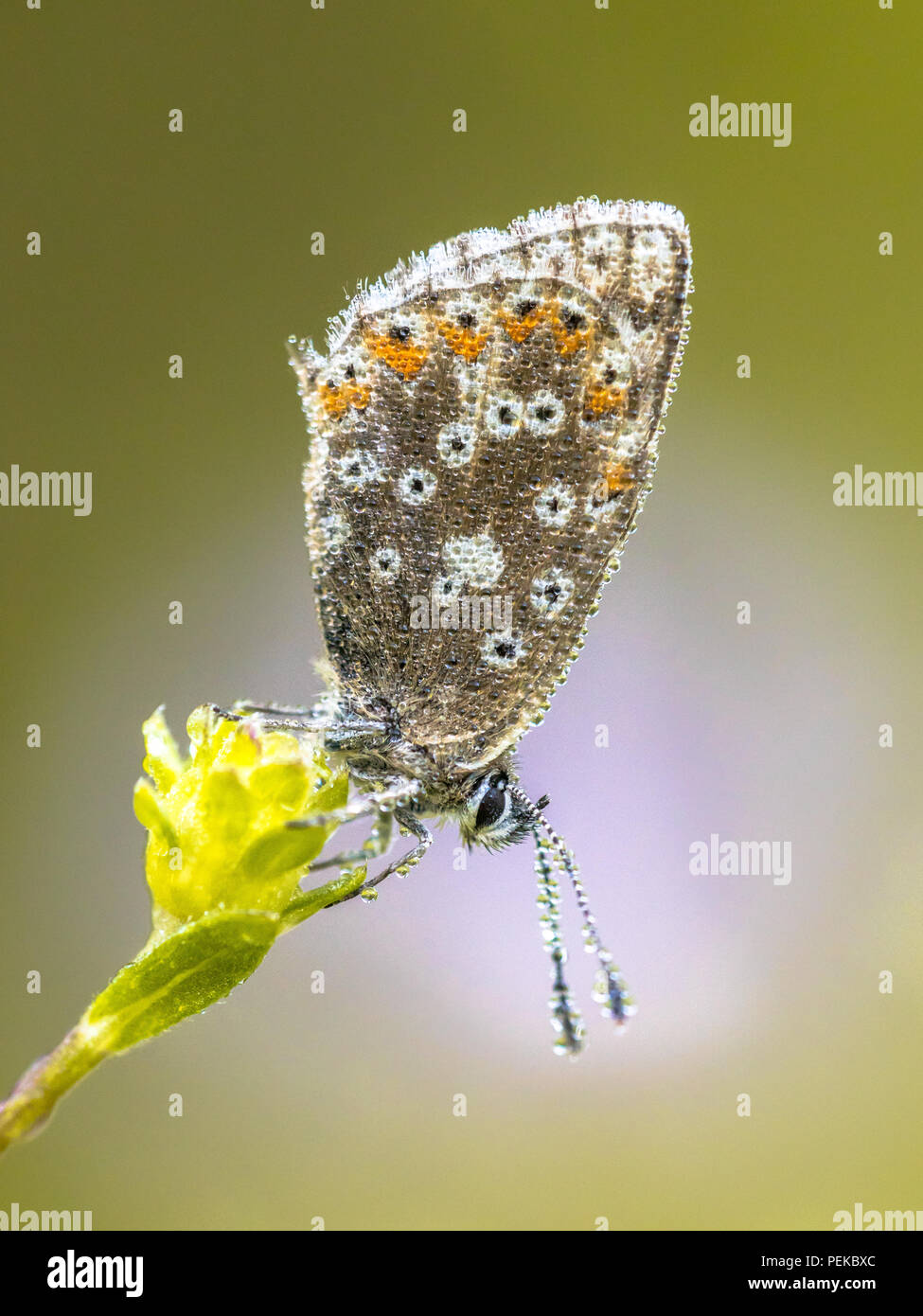 Chalkhill blue (Polyommatus coridon) butterfly on flower with brightly colored background Stock Photo