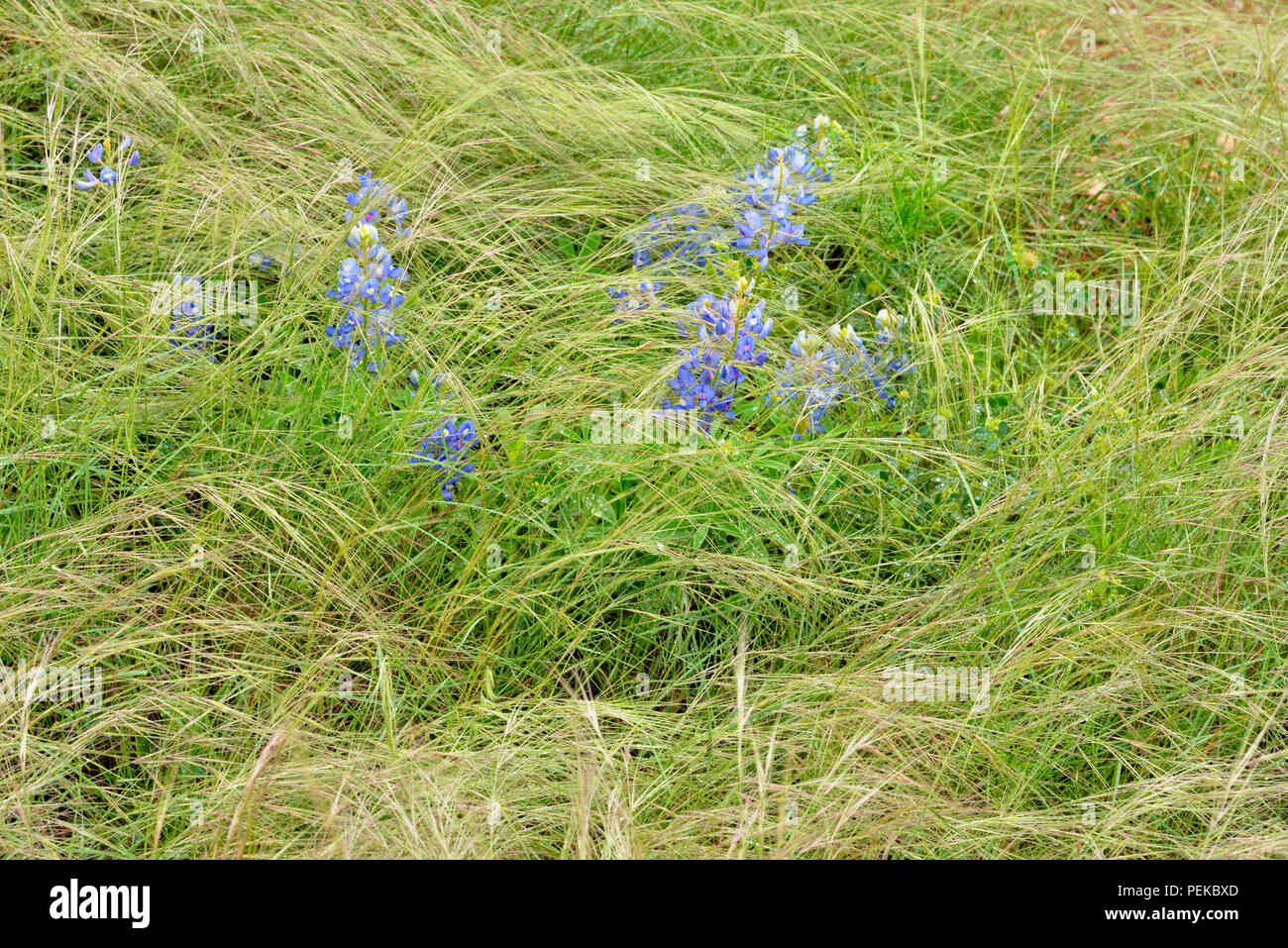 Texas bluebonnets and grass, Llano County CR 310, Texas, USA Stock Photo