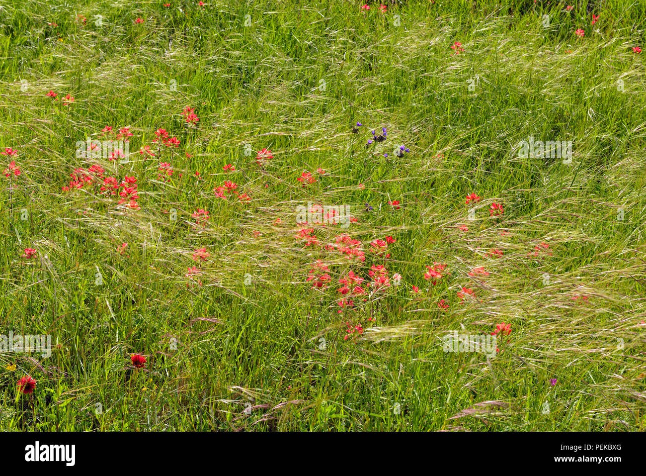 Spring wildflowers- Texas paintbrush and roadside grasses, Burnet County, Texas, USA Stock Photo