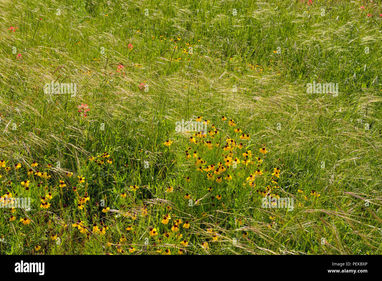 Spring wildflowers- Texas paintbrush and roadside grasses, Burnet County, Texas, USA Stock Photo