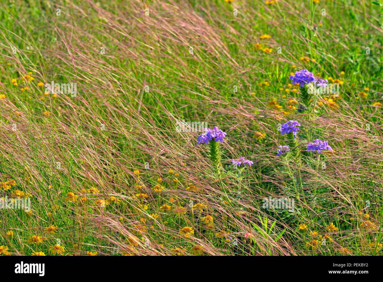 Roadside grasses and wildflowers, Burnet County, Texas, USA Stock Photo