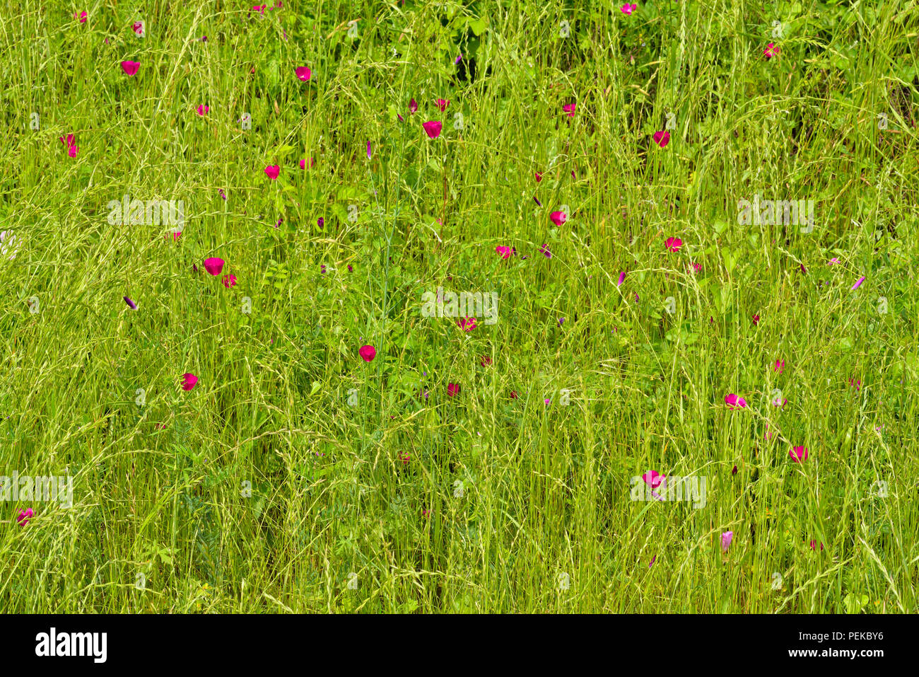 Roadside wildflowers in spring- winecup and grass, Bastrop County, Texas, USA Stock Photo