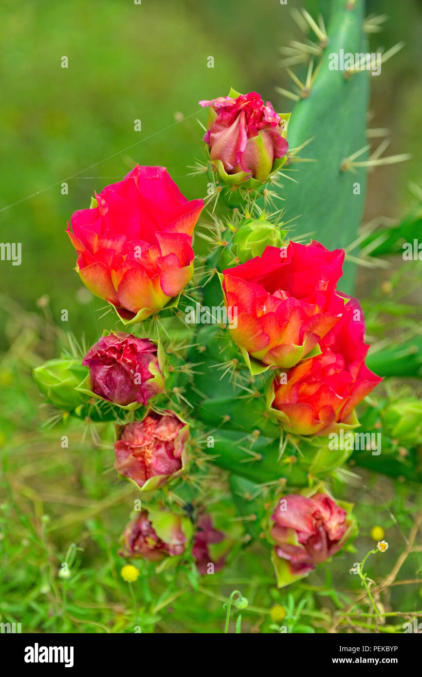 Flowering prickly pear cactus (Opuntia spp. crimson variety), Rio Grande City, Texas, USA Stock Photo