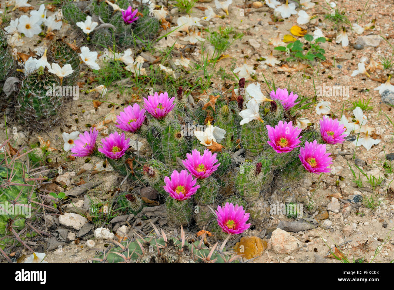 Strawberry Cactus (Mammillaria dioica) and fallen Mexican (wild) olive flowers in a residential garden, Rio Grande City, Texas, USA Stock Photo