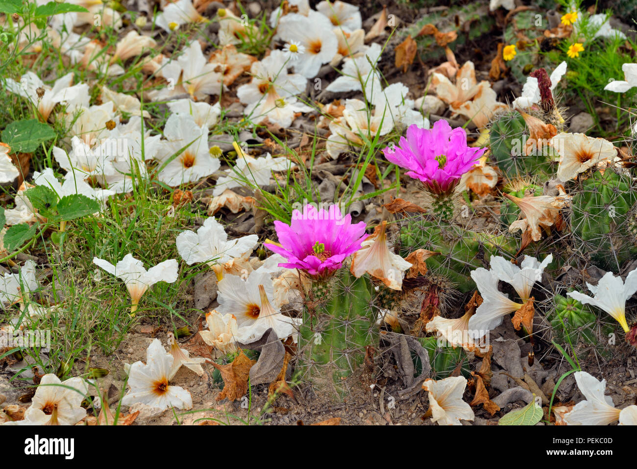 Strawberry Cactus (Mammillaria dioica) and fallen Mexican (wild) olive flowers in a residential garden, Rio Grande City, Texas, USA Stock Photo