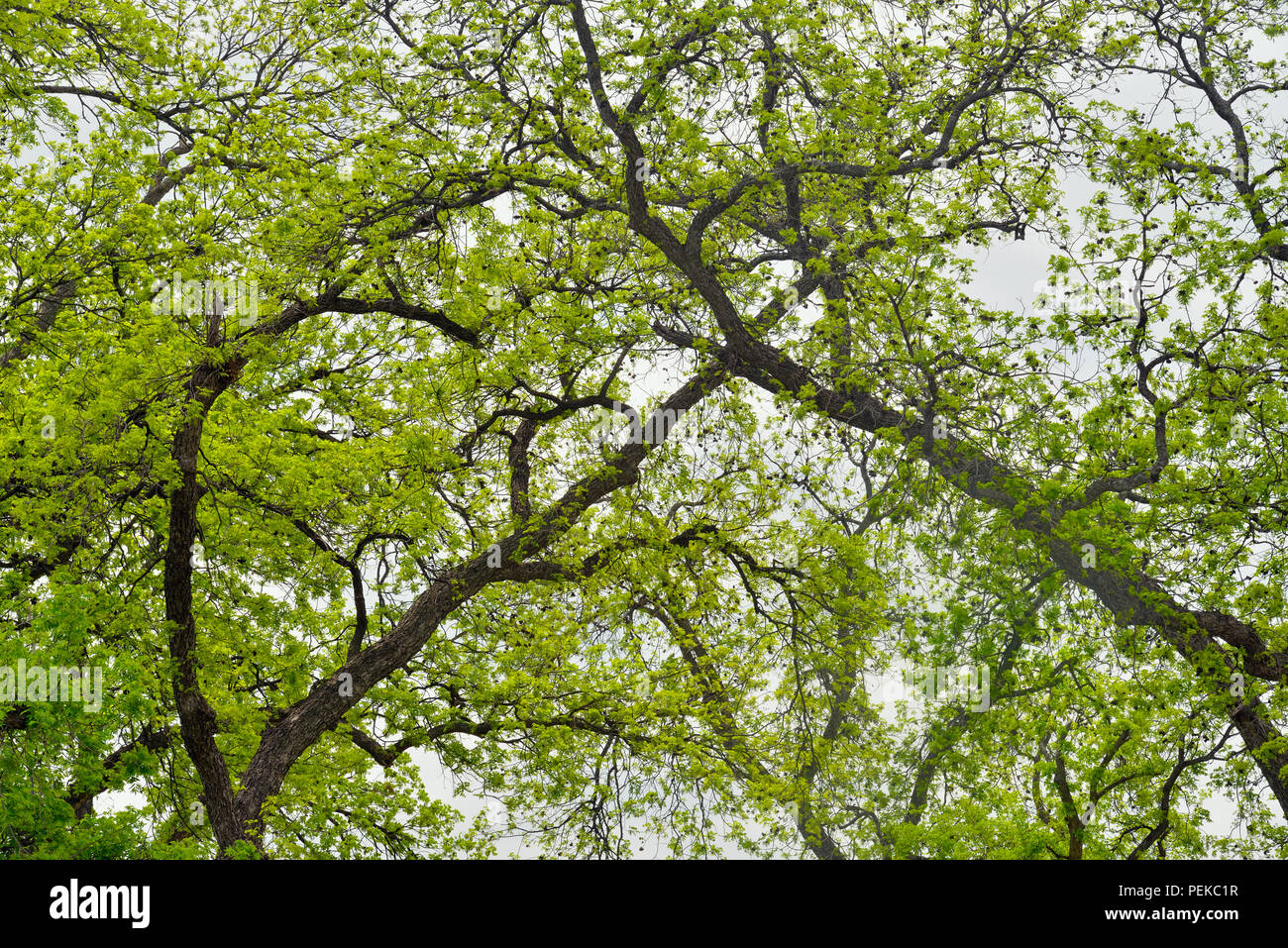 Pecan (Carya illinoinensis)trees leafing out in spring, Mason, Texas, USA Stock Photo