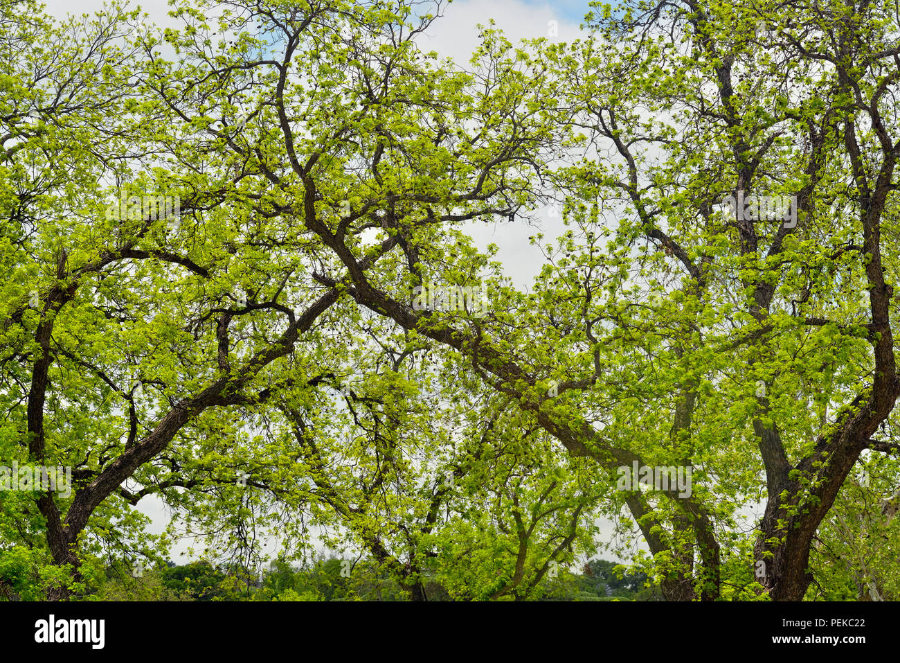 Pecan tree branches hi-res stock photography and images - Alamy