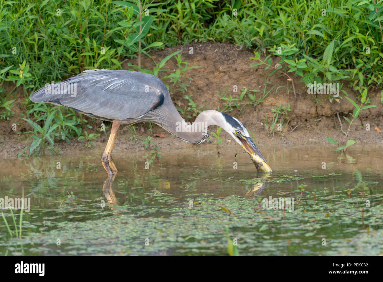 Great Blue Heron Swamp Stock Photo 1484594996