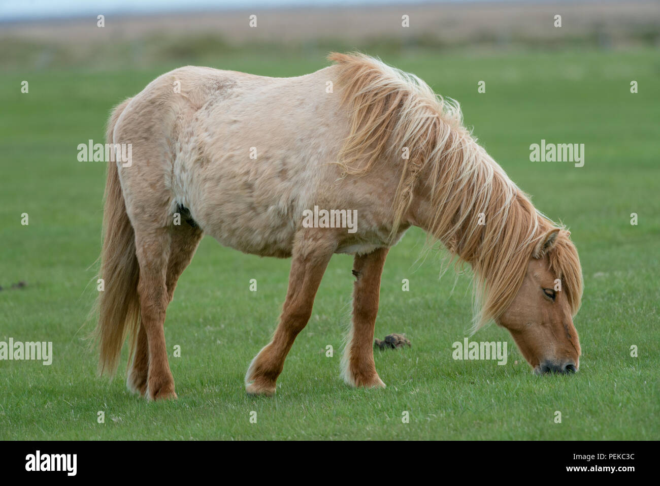 Icelandic horse eating grass, light brown in color Stock Photo Alamy
