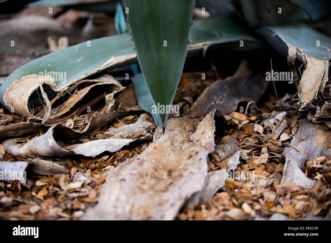 Dying Cactus in drought. Wimberley, Texas USA Stock Photo