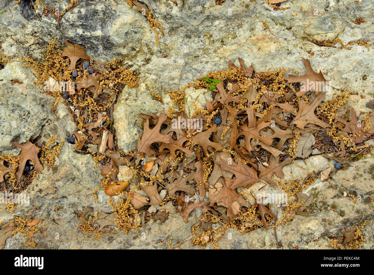 Limestone outcrop with fallen oak leaves, Balconies Canyonlands NWR, Texas, USA Stock Photo