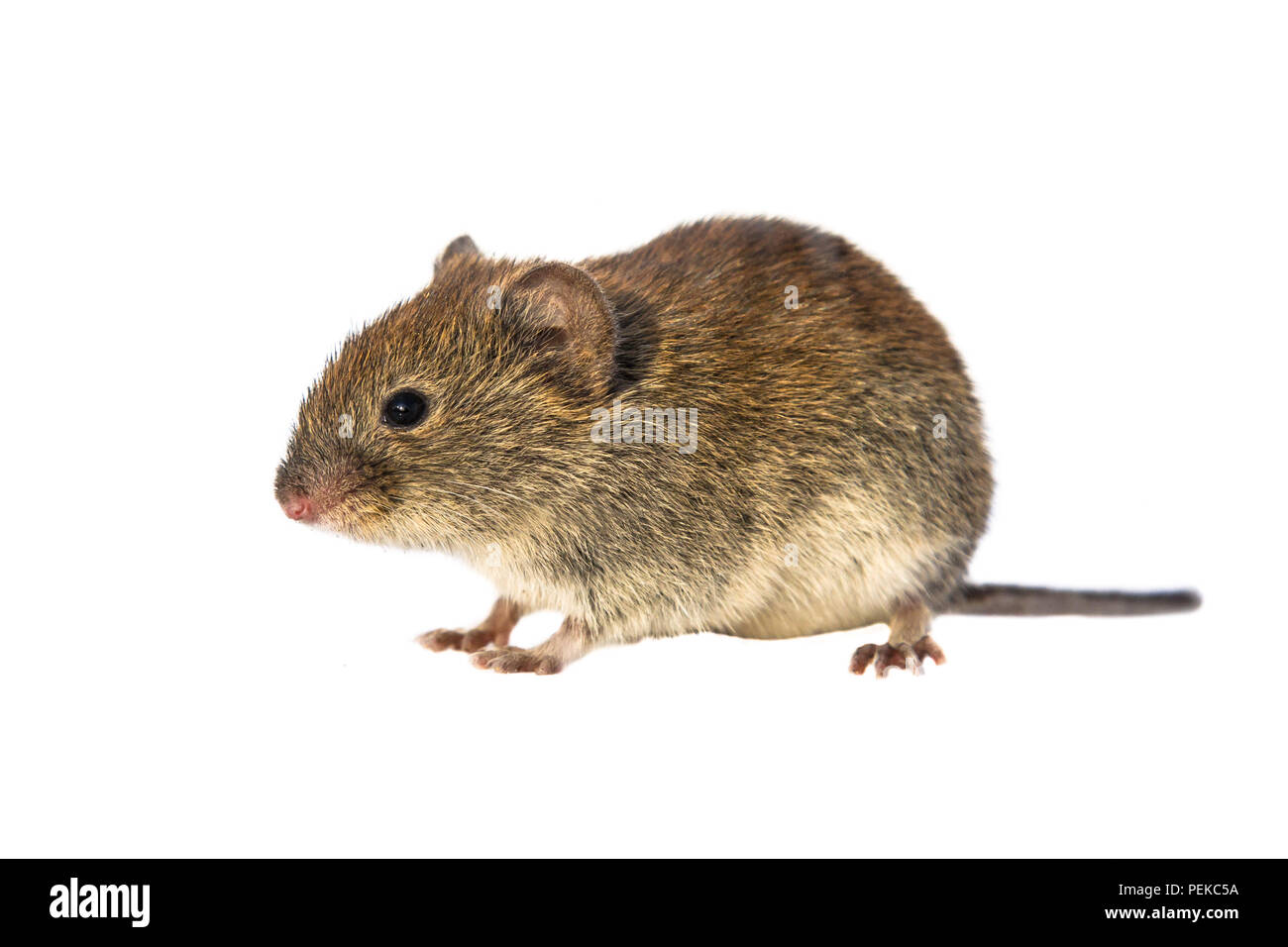 Bank vole (Myodes glareolus; formerly Clethrionomys glareolus). Small vole with red-brown fur walking on white background Stock Photo