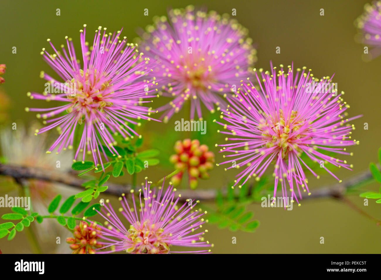 Pink Mimosa (Mimosa borealis), Pace Bend LCRA, Texas, USA Stock Photo