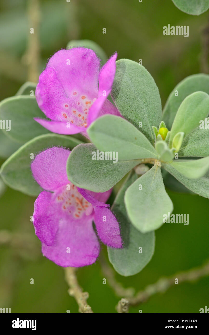 Purple sage flowers, Rio Grande City, Texas, USA Stock Photo