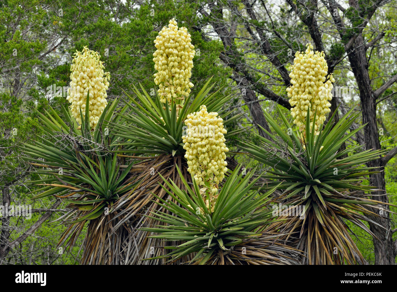 Yucca blooms hires stock photography and images Alamy