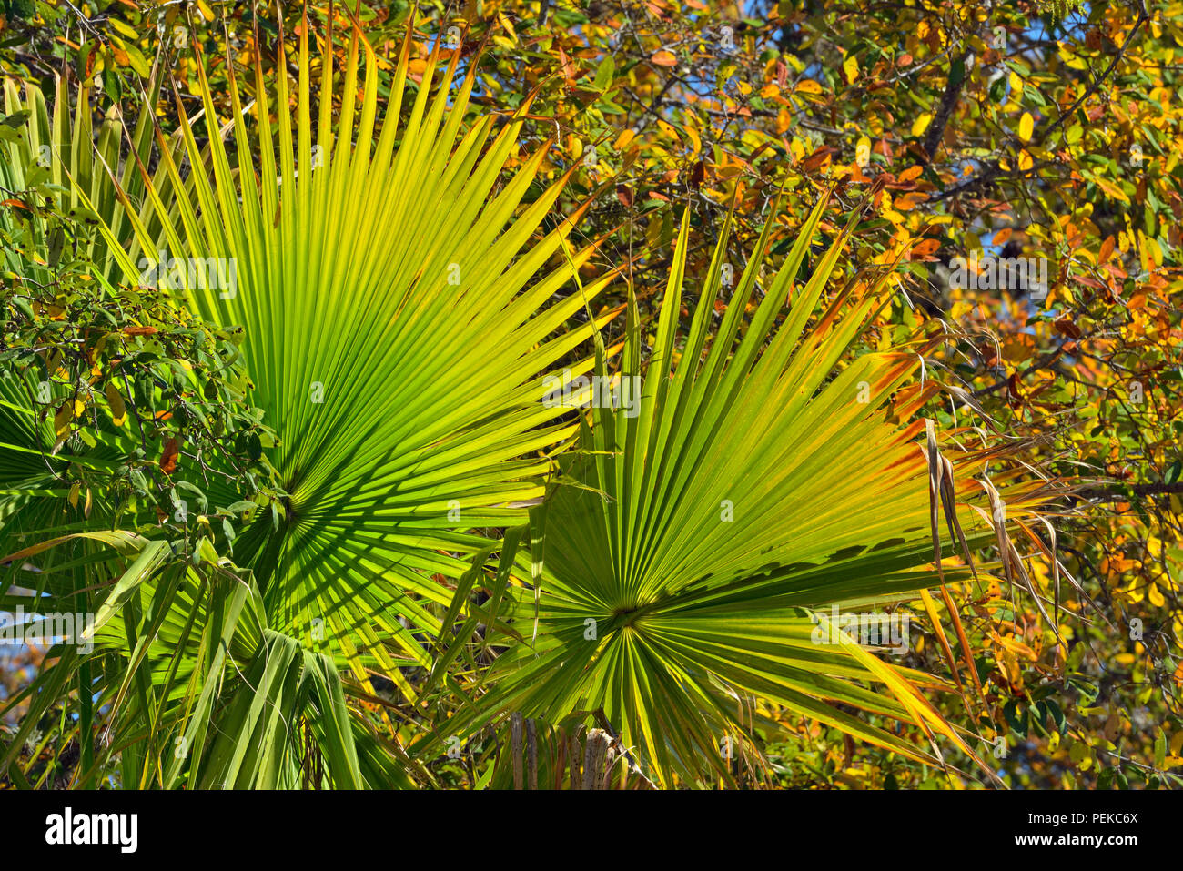 Saw palmetto leaf hires stock photography and images Alamy